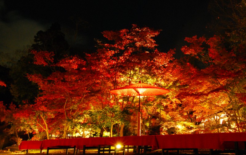 Light up of fall colors at Eikando Temple, Kyoto
