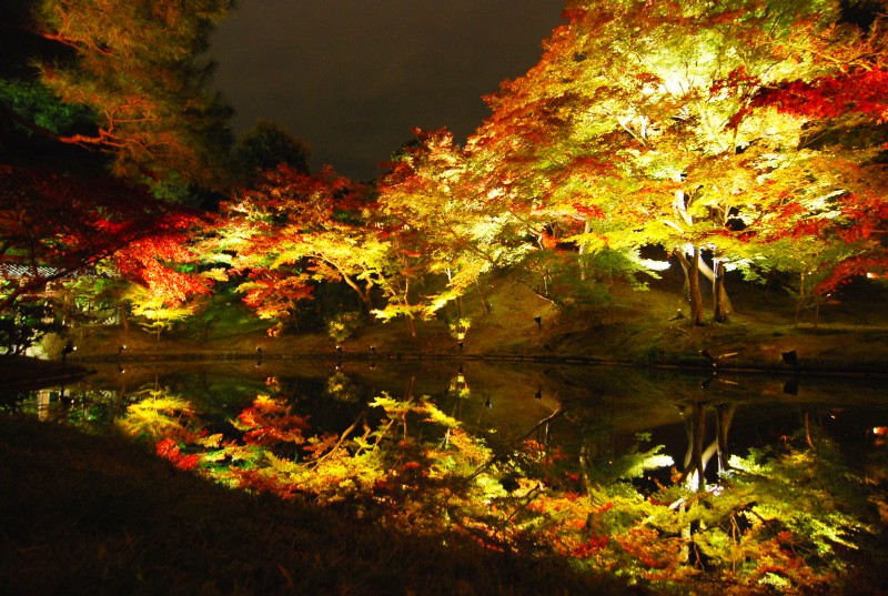 Light up of fall colors at Kodaiji Temple, Kyoto