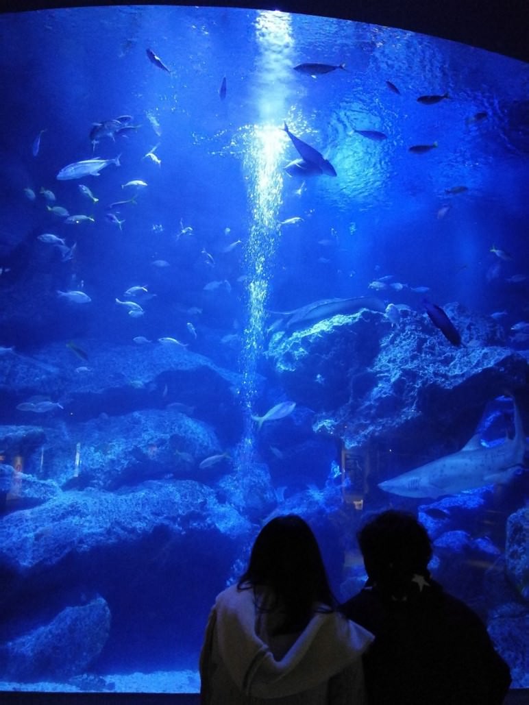 第56 回街歩き すみだ水族館 照明探偵団