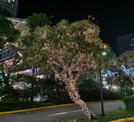 Fairy lights on trees